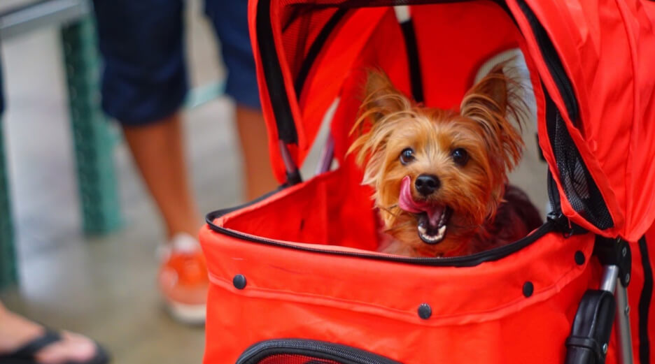 Yorkie in travel purse